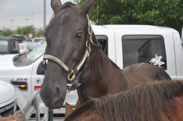 No horsing around. NNO