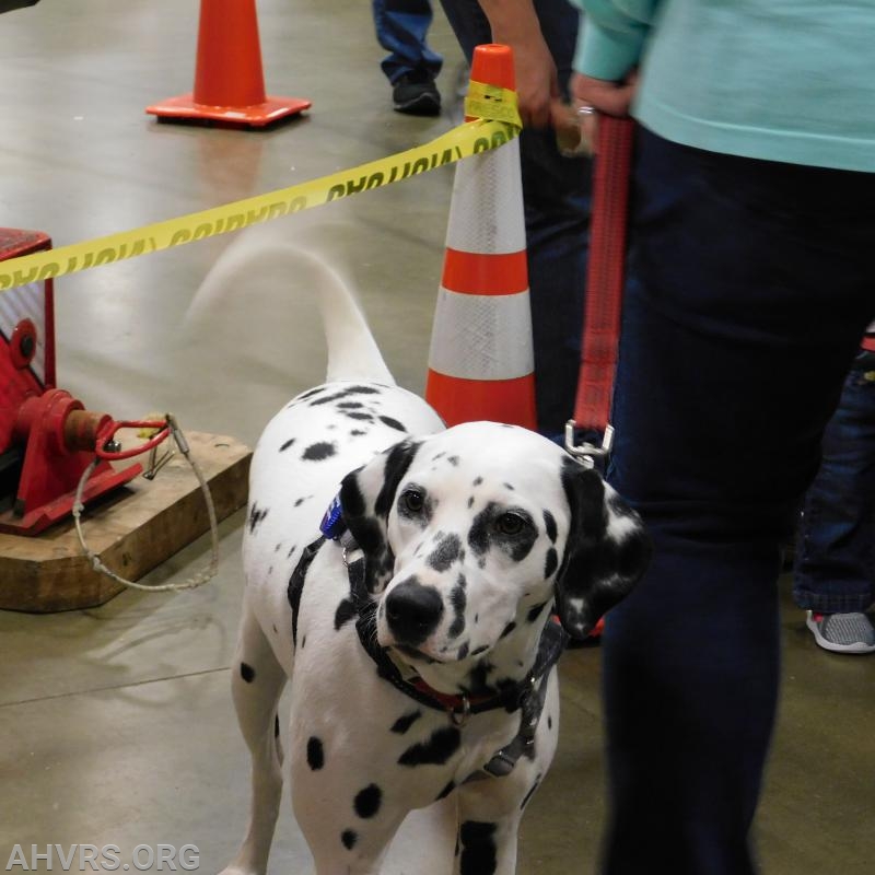 Phoenix
Kids Expo 2019